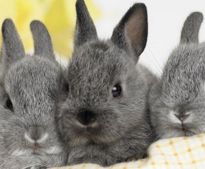 Чи їдять кролики динні кірки