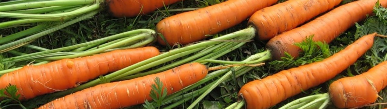 Характеристика та опис сорту моркви Королева осені