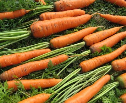  Характеристика та опис сорту моркви Королева осені