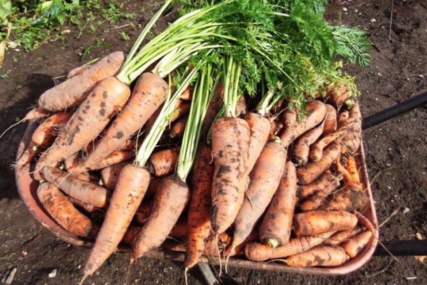 Терміни дозрівання моркви Королева осені Терміни дозрівання моркви Королева осені