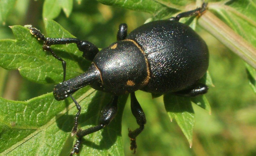 Довгоносик