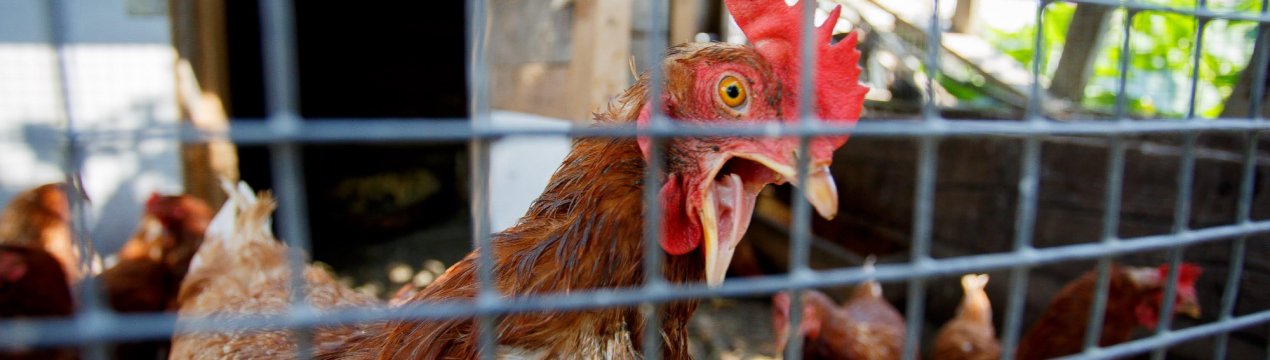 Під Калінінградом закукарекают мільйони м'ясних півнів