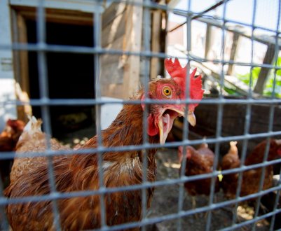 Під Калінінградом закукарекают мільйони м'ясних півнів