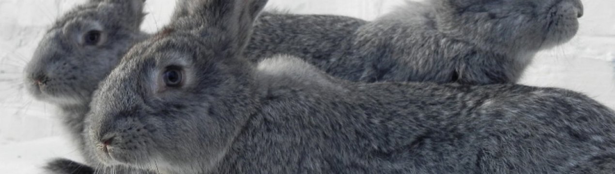 Кролики Радянська шиншила: характеристика, особливості розведення в домашніх умовах