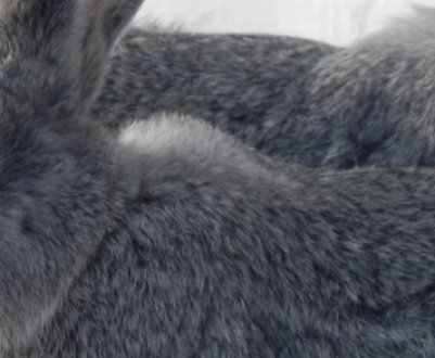 Кролики Радянська шиншила: характеристика, особливості розведення в домашніх умовах