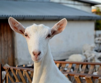 Мінсільгосп нагородив золотом красноярських кіз