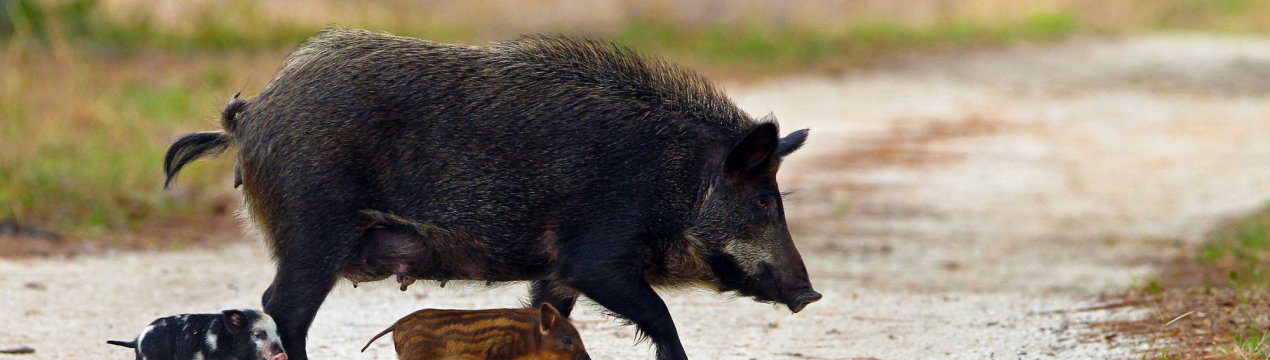 Херсонські фермери винищують диких кабанів в ім'я здоров'я домашніх тварин
