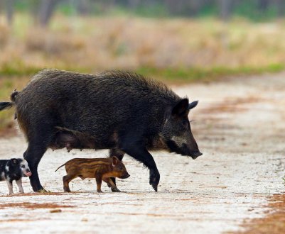Херсонські фермери винищують диких кабанів в ім'я здоров'я домашніх тварин