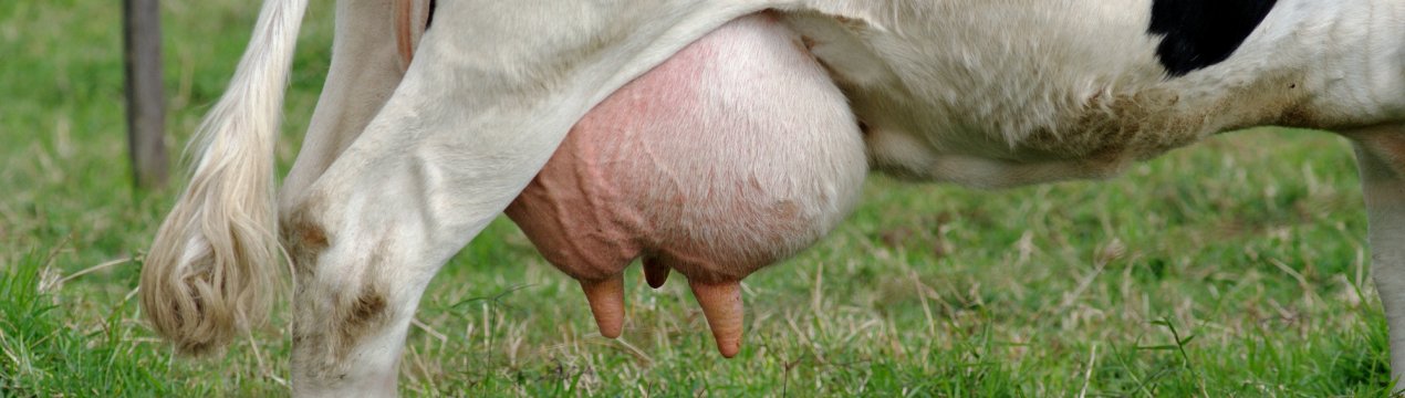 Кубанські молочники-рекордсмени ретельно бережуть корів від протягів