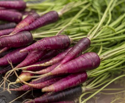 Опис сортів моркви фіолетовою