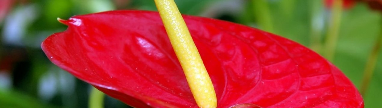 У антуриума чернеют листья что делать почему. Смотреть фото У антуриума чернеют листья что делать почему. Смотреть картинку У антуриума чернеют листья что делать почему. Картинка про У антуриума чернеют листья что делать почему. Фото У антуриума чернеют листья что делать почему
