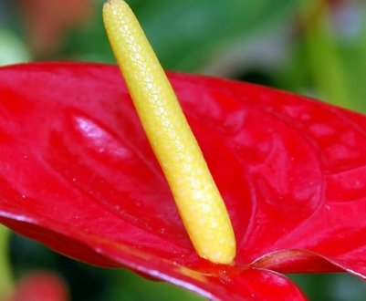 Що робити, якщо у антуріума чорніє листя?