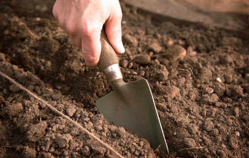 Підготовка грядки