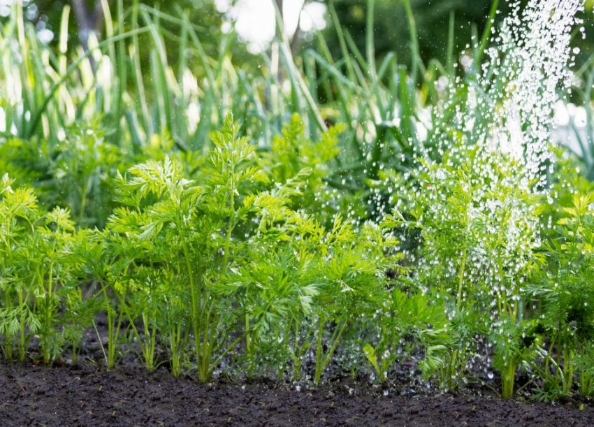 Полив моркви