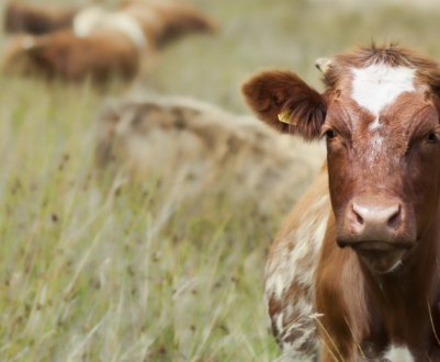 Що означає "ялова корова"