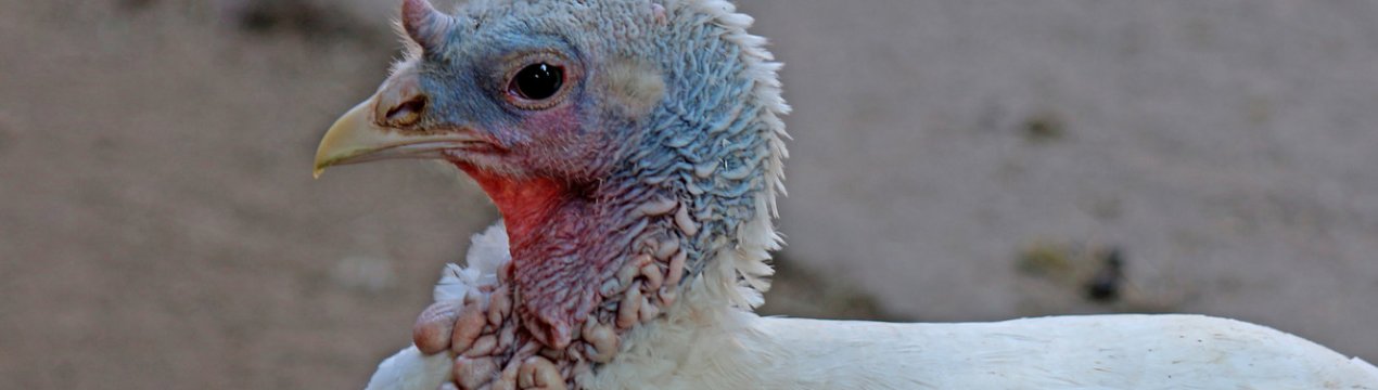 Як зробити гніздо для індички?