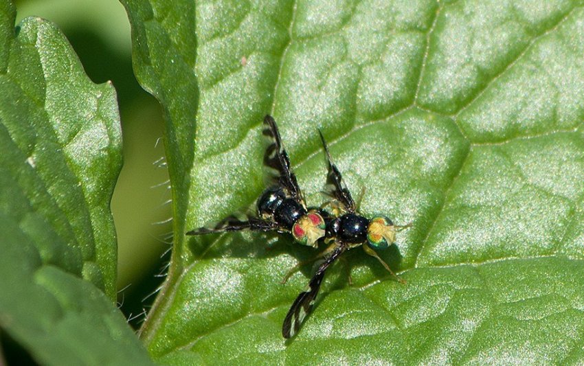 Борщевичная буравница