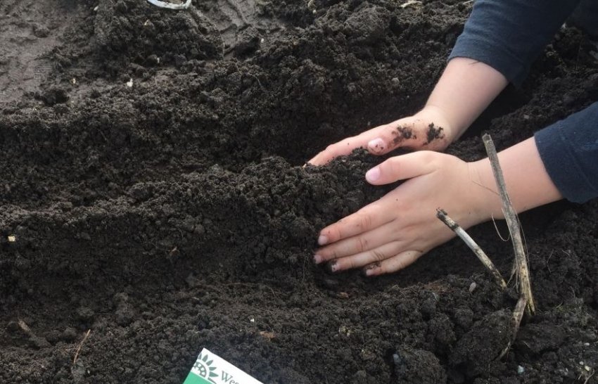 Правила сівозміни Правила сівозміни