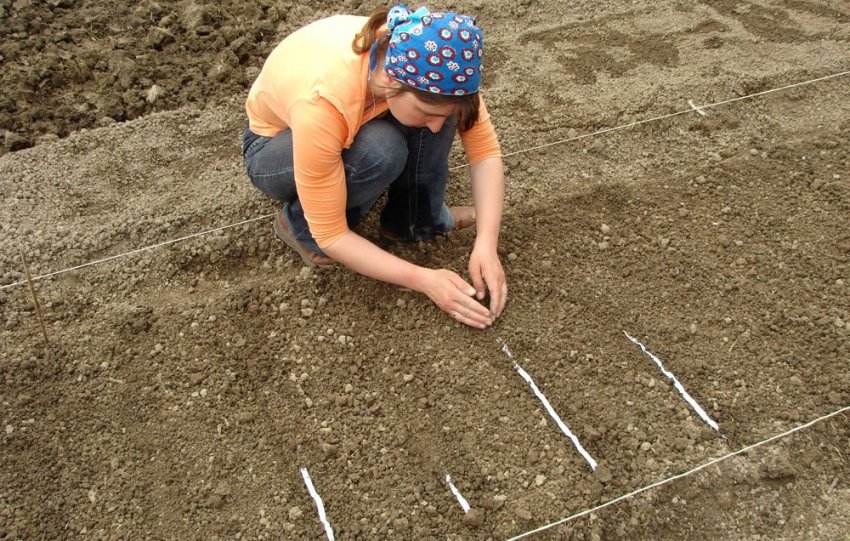 Посадка на клейстер Посадка на клейстер
