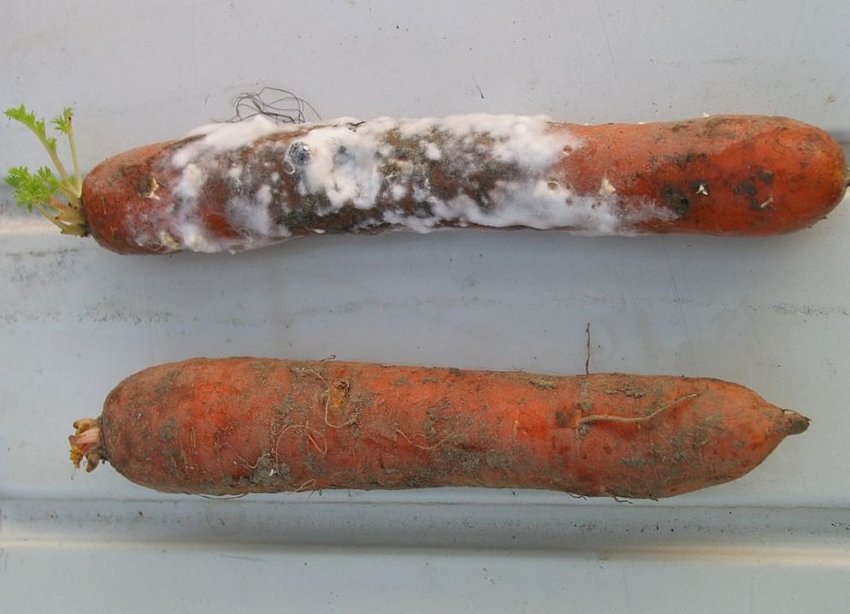 Склеротиніоз, або біла гнилизна Склеротиніоз, або біла гнилизна