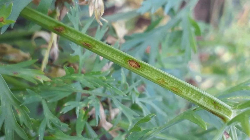 Церкоспориоз Церкоспориоз