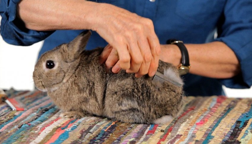 Вычёсывание шерсти кролика