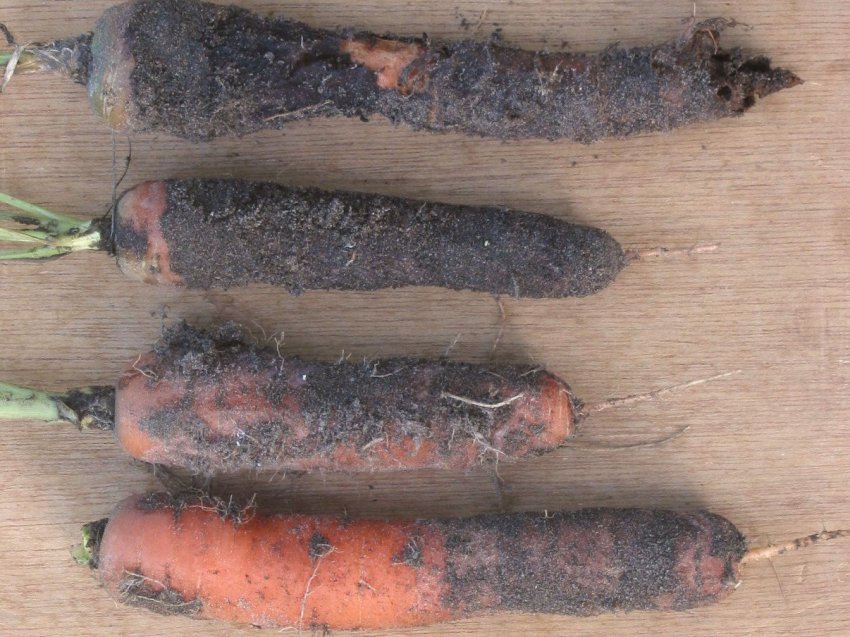 Фомоз Фомоз