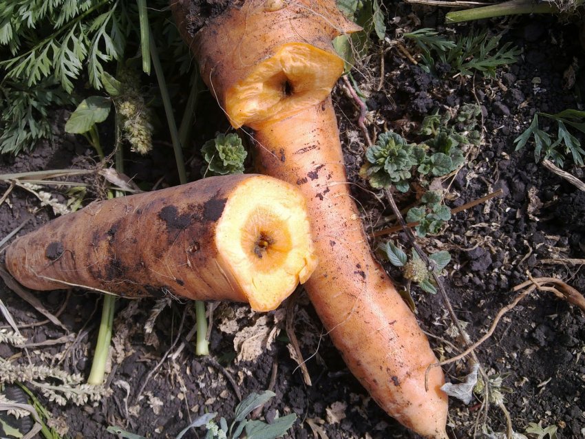 Личинки дротяників Личинки дротяників