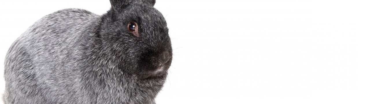 Кролики породи полтавське срібло: розведення та утримання в домашніх умовах