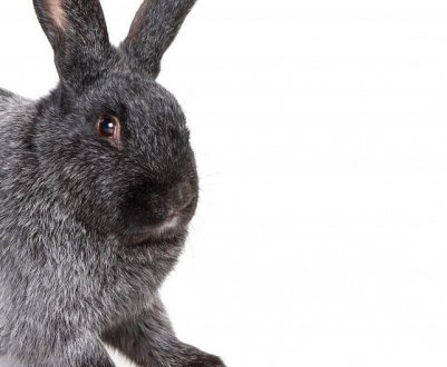 Кролики породи полтавське срібло: розведення та утримання в домашніх умовах