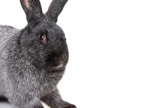Кролики породи полтавське срібло: розведення та утримання в домашніх умовах