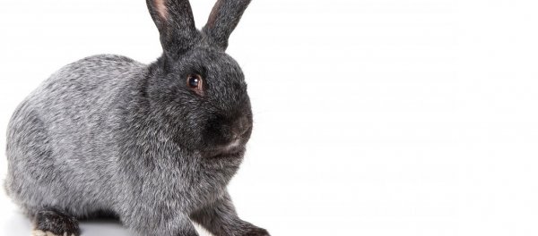 Полтавский серебристый кролик описание породы
