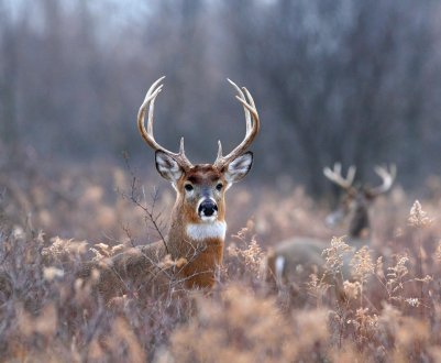Тюменські м'ясники «підсадять» росіян на чіпси з оленини