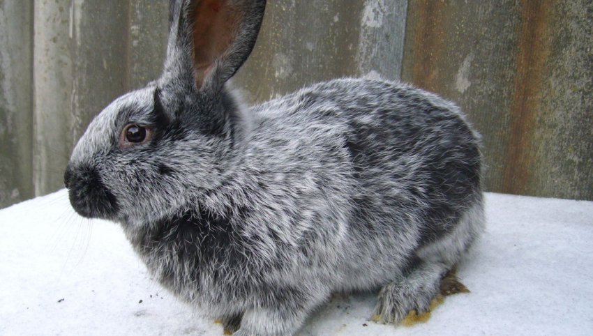 Кролики Полтавське срібло Кролики Полтавське срібло