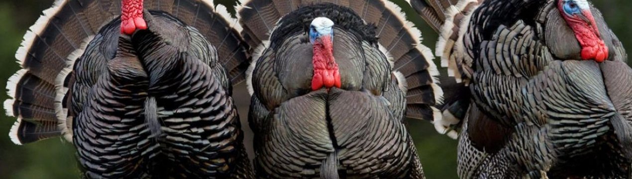 Скільки важить індичка, дорослий індик, індик?