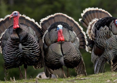  Скільки важить індичка, дорослий індик, індик?
