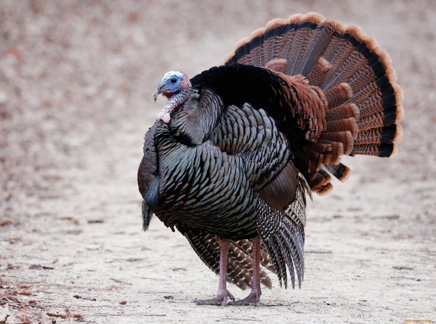 Від чого залежить вага індика Від чого залежить вага індика