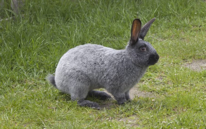 Догляд за кроликами Догляд за кроликами