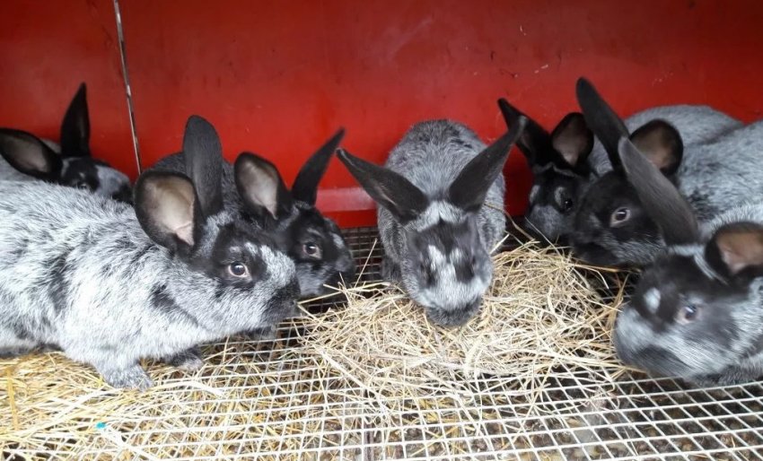 Годування кроленят породи Полтавське срібло Годування кроленят породи Полтавське срібло