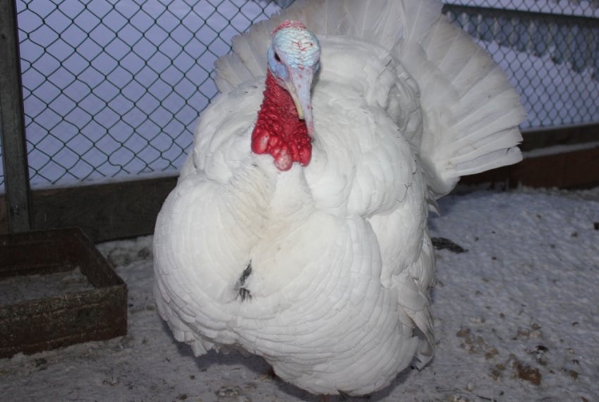 Біла широкогруда Біла широкогруда