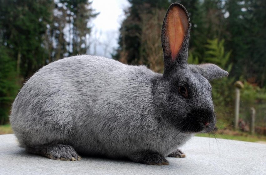 Добір кроликів для розмноження Добір кроликів для розмноження