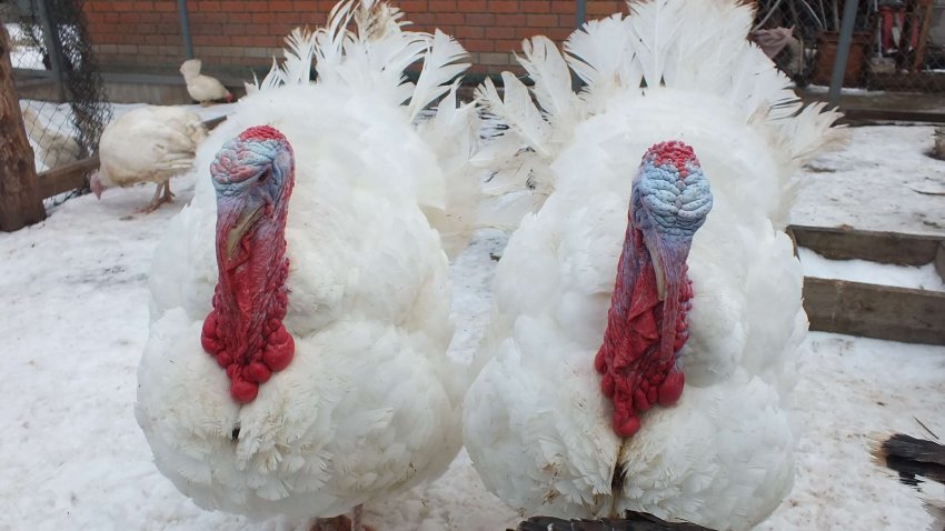 Біла московська Біла московська