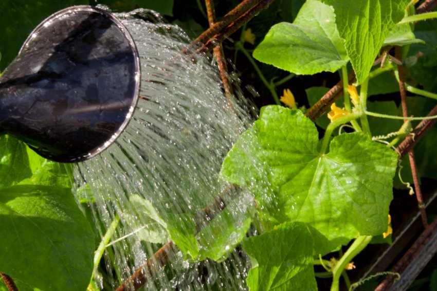 Полив огірків