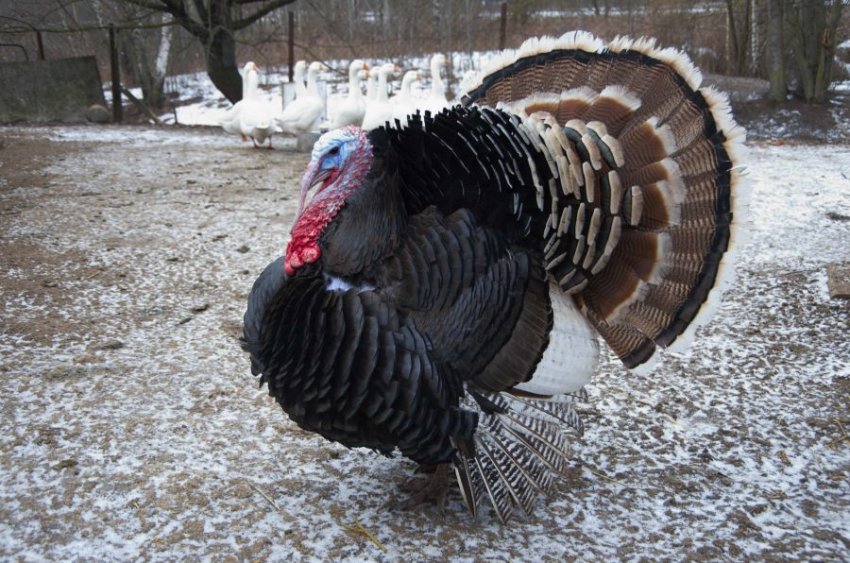 Бронзова стандартна Бронзова стандартна