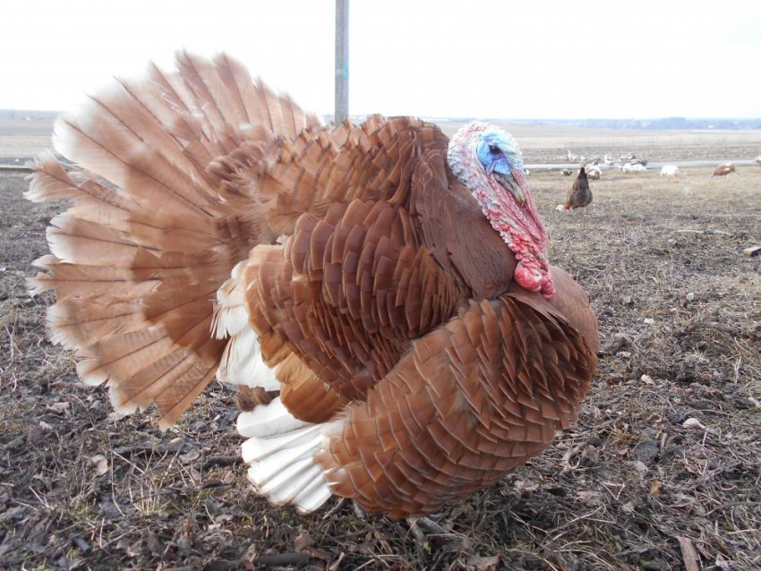 Узбецька палева Узбецька палева