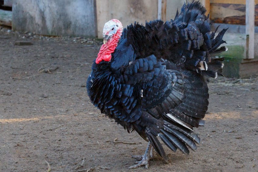 Чорна тихорєцька Чорна тихорєцька