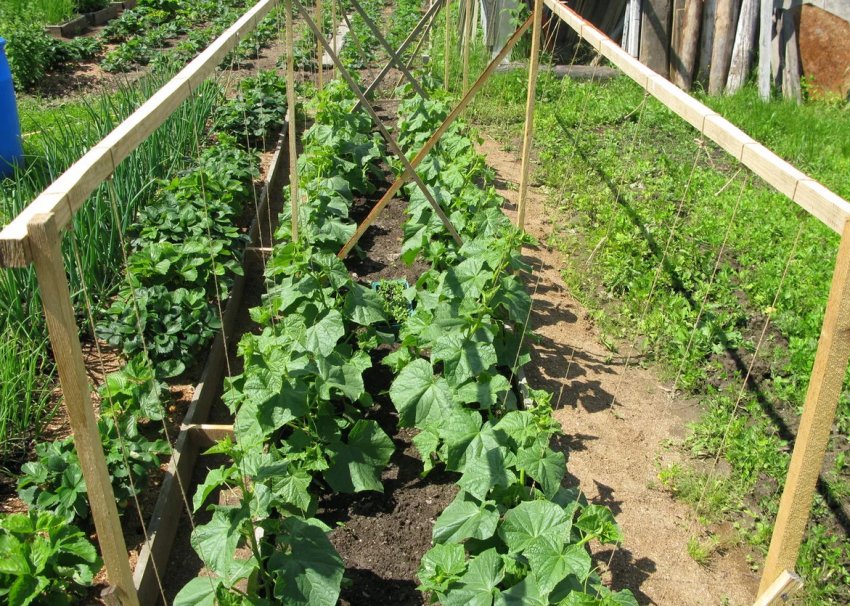 Підв'язка огірків