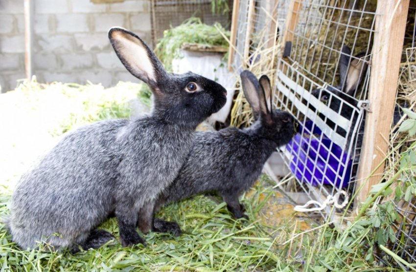 Розведення кроликів Полтавське срібло Розведення кроликів Полтавське срібло