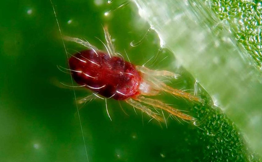 Павутинний кліщ