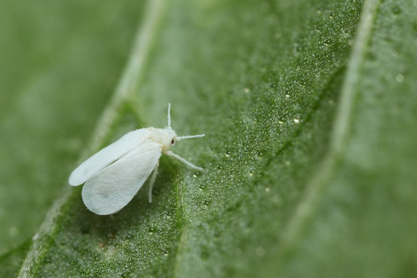 Білокрилка